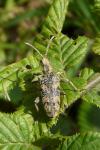 Rhagium sycophanta