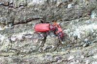 Pyrrhidium sanguineum