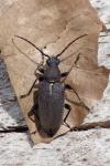 Stictoleptura scutellata