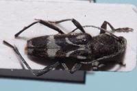 Chlorophorus figuratus