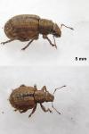 Strophosoma melanogrammum