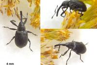 Anthonomus rubi