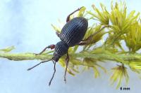 Otiorhynchus ovatus