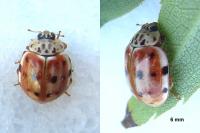 Harmonia quadripunctata