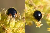 Parexochomus nigromaculatus