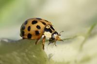 Harmonia axyridis