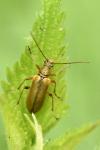 Cortodera humeralis