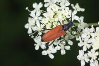 Anastrangalia sanguinolenta