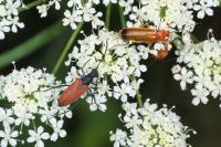 Anastrangalia sanguinolenta