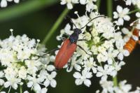 Anastrangalia sanguinolenta