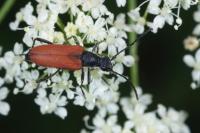 Anastrangalia sanguinolenta