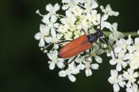 Anastrangalia sanguinolenta