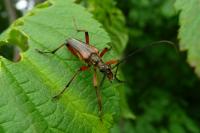 Stenocorus meridianus
