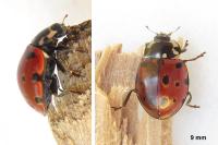 Anatis ocellata