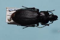 Carabus monilis