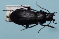 Carabus monilis