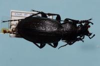 Carabus monilis
