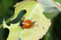 Chrysomela populi