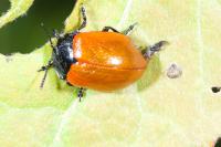 Chrysomela populi