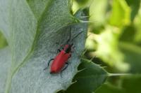 Anthocomus rufus