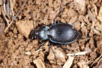 Carabus convexus