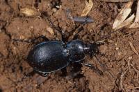 Carabus convexus