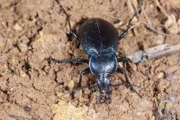 Carabus convexus