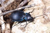 Carabus convexus
