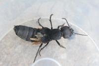 Ocypus olens