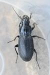 Pterostichus melanarius