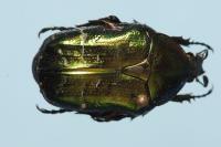 Cetonia aurata