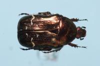 Cetonia aurata