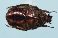 Cetonia aurata