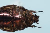 Cetonia aurata