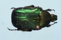 Cetonia aurata