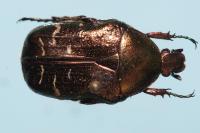 Cetonia aurata