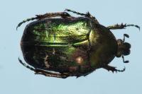 Cetonia aurata