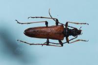 Stenocorus meridianus