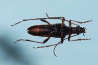 Stenocorus meridianus