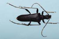 Stenocorus meridianus