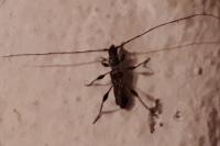 Molorchus minor