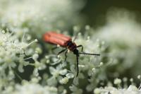 Lygistopterus sanguineus