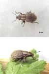 Strophosoma faber