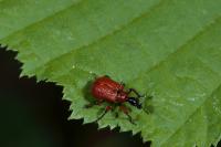Apoderus coryli