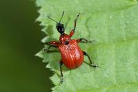 Apoderus coryli