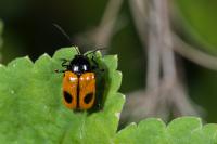 Cryptocephalus bipunctatus
