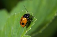 Cryptocephalus bipunctatus