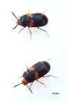 Mycetophagus quadripustulatus