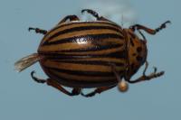 Leptinotarsa decemlineata