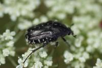 Oxythyrea funesta